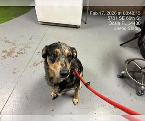 Australian Shepherd-Unknown Mix Dogs for adoption in Ocala, FL, USA