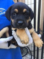 Labrottie Dogs for adoption in Redding, CA, USA