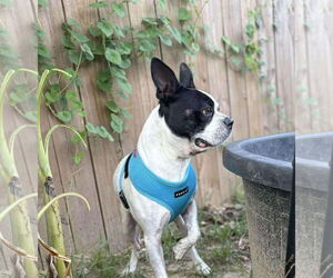 Faux Frenchbo Bulldog Dogs for adoption in Princeton, MN, USA