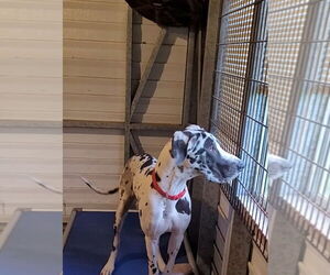 Great Dane Dogs for adoption in Palm Beach, FL, USA