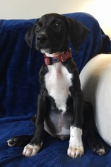 Medium Photo #1 Mutt Puppy For Sale in Derwood, MD, USA
