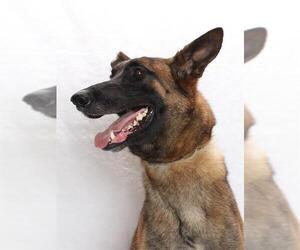 Mutt Dogs for adoption in Burbank, CA, USA