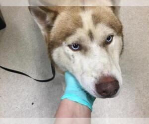 Siberian Husky Dogs for adoption in Riverside, CA, USA