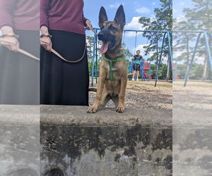 German Shepherd Dog-Unknown Mix Dogs for adoption in Imlay City, MI, USA