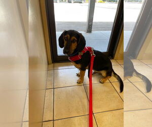 Basset Hound-German Shepherd Dog Mix Dogs for adoption in Petaluma, CA, USA