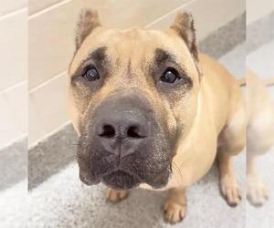 Mutt Dogs for adoption in Houston, TX, USA