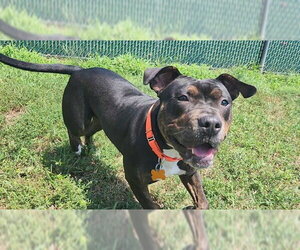 Staffordshire Bull Terrier Dogs for adoption in Springfield, MA, USA