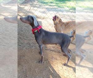 Doberman Pinscher Dogs for adoption in Eastman, GA, USA