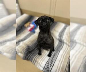 Pug Dogs for adoption in Chula Vista, CA, USA