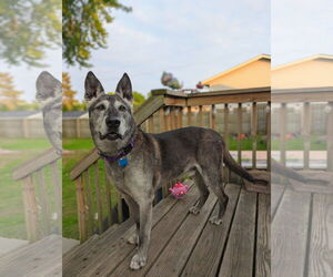 Mutt Dogs for adoption in Minneapolis, MN, USA
