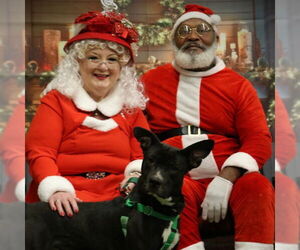 Mutt Dogs for adoption in Louisville, KY, USA