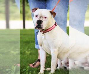American Pit Bull Terrier Dogs for adoption in Beckley, WV, USA