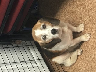 Medium Photo #1 Beagle-Unknown Mix Puppy For Sale in Harrisville, WV, USA