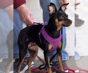 Miniature Pinscher Dogs for adoption in Oak Ridge, TN, USA