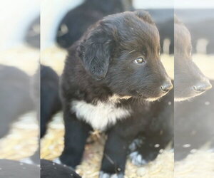 Labrador Retriever-Unknown Mix Dogs for adoption in San Diego, CA, USA