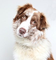Australian Shepherd Dogs for adoption in Eden Prairie, MN, USA
