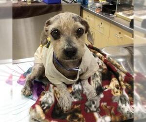 Cocker Spaniel-Poodle (Miniature) Mix Dogs for adoption in Riverside, CA, USA