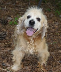 Cocker Spaniel Dogs for adoption in Meridian, MS, USA