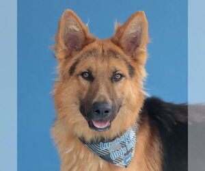German Shepherd Dog Dogs for adoption in Pasadena, CA, USA