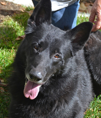 German Shepherd Dog Dogs for adoption in Altadena, CA, USA