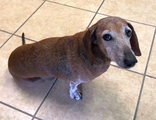 Dachshund Dogs for adoption in Boonton, NJ, USA