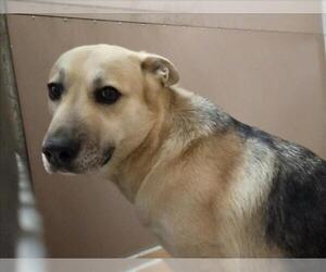 German Shepherd Dog-Unknown Mix Dogs for adoption in Martinez, CA, USA