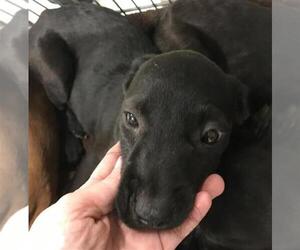 Labrador Retriever Dogs for adoption in Conroe, TX, USA