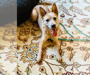 Medium Photo #6 Mutt Puppy For Sale in Garden City, NY, USA