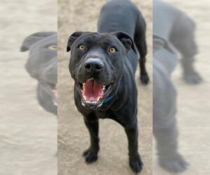 Mutt Dogs for adoption in Riverside, CA, USA