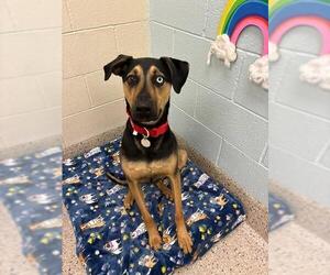 Catahoula Leopard Dog Dogs for adoption in Brighton, CO, USA