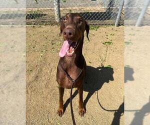 Doberman Pinscher Dogs for adoption in Chula Vista, CA, USA