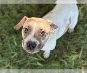 Mutt Dogs for adoption in Tulsa, OK, USA