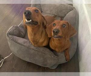 Dachshund Dogs for adoption in Los Angeles, CA, USA