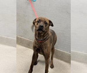 American Pit Bull Terrier-Unknown Mix Dogs for adoption in Las Vegas, NV, USA