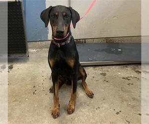 Doberman Pinscher Dogs for adoption in Camarillo, CA, USA