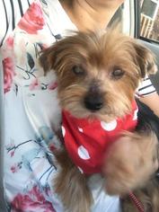 Silky Terrier Dogs for adoption in Kettering, OH, USA
