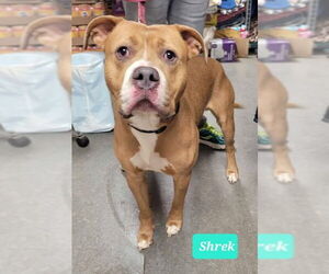Staffordshire Bull Terrier Dogs for adoption in Richmond, IN, USA