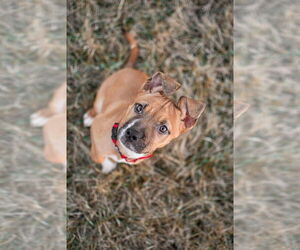 Boxer-Unknown Mix Dogs for adoption in Germantown, OH, USA