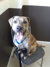 Boxador Dogs for adoption in Northville, MI, USA