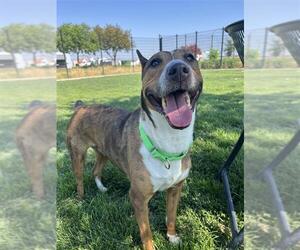 Bull Terrier-Unknown Mix Dogs for adoption in Elk Grove, CA, USA
