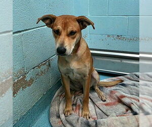 German Shepherd Dog-Unknown Mix Dogs for adoption in Long Beach, CA, USA