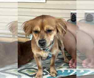 Dachshund-Golden Retriever Mix Dogs for adoption in Springdale, PA, USA