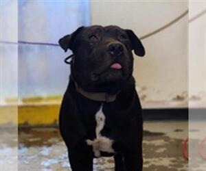 Medium Photo #2 Labrador Retriever-Unknown Mix Puppy For Sale in Camarillo, CA, USA