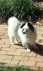 Papillon-Unknown Mix Dogs for adoption in Marietta, GA, USA