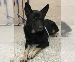 German Shepherd Dog-Unknown Mix Dogs for adoption in Conroe, TX, USA
