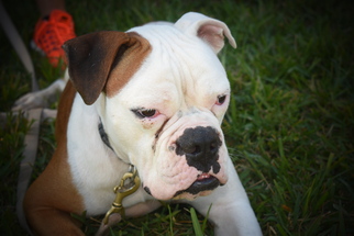 American Bulldog Dogs for adoption in Weston, FL, USA