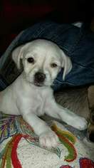 Shih Tzu-Unknown Mix Dogs for adoption in Von Ormy, TX, USA