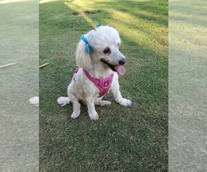 Poodle (Toy) Dogs for adoption in Redondo beach, CA, USA