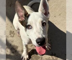 Labrador Retriever Dogs for adoption in Tulsa, OK, USA
