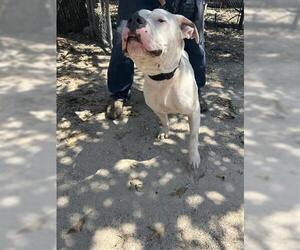 American Pit Bull Terrier Dogs for adoption in Houston, TX, USA